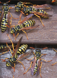 Polistes dominula